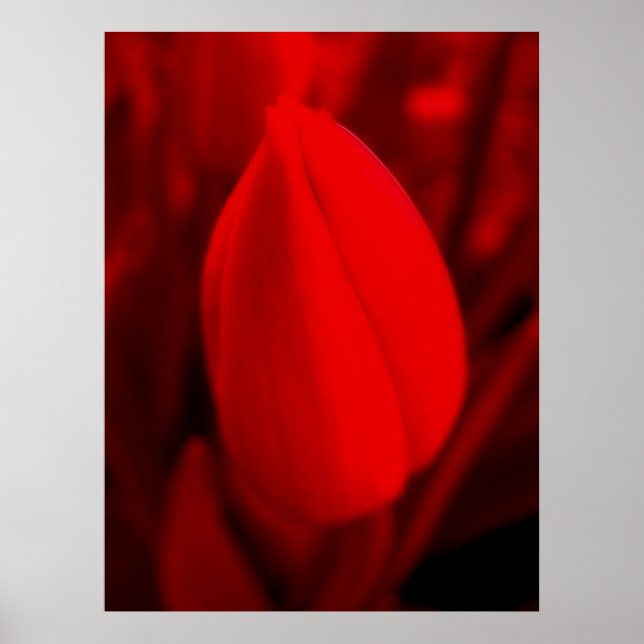RED TULIP POSTER (Framsidan)