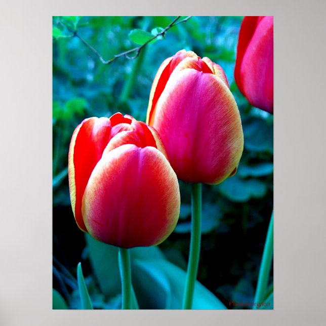 Red Tulip Poster (Framsidan)