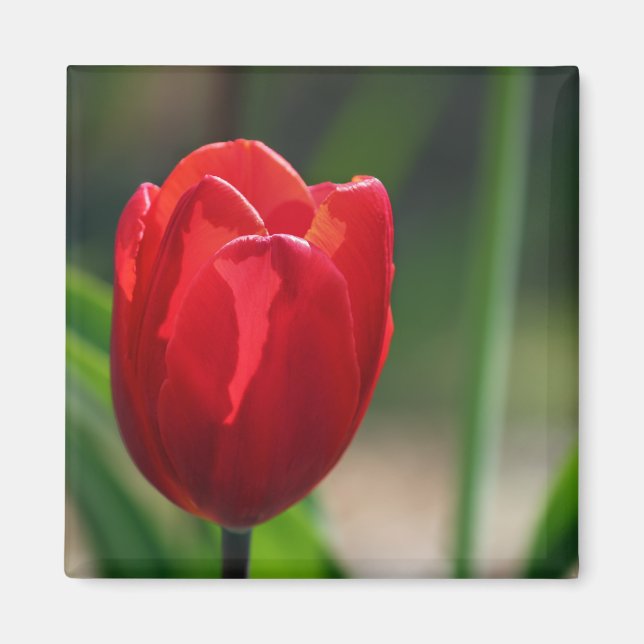 Red Tulip Vår Flower Magnet (Framsidan)