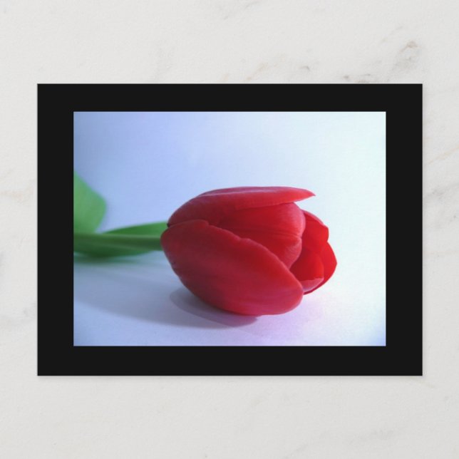Red Tulip-vykort Vykort (Framsida)
