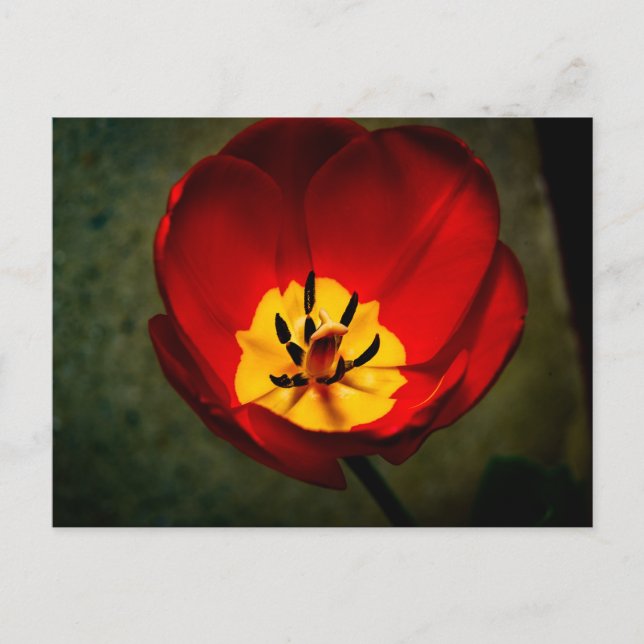 Red Tulip-vykort Vykort (Framsida)
