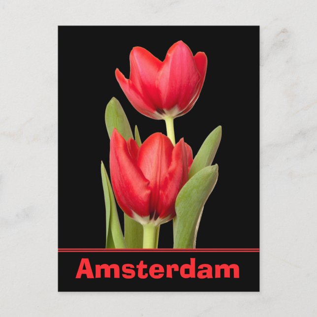 Red Tulips Amsterdam Vykort (Framsida)