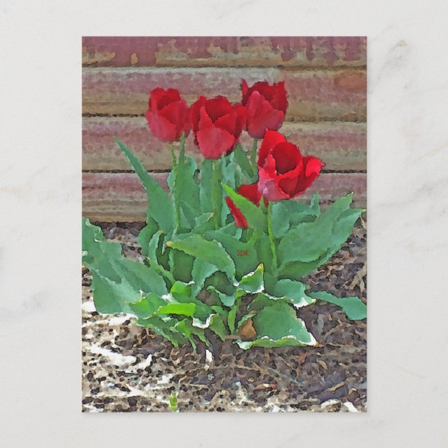 Red Tulips Art Vykort (Framsida)