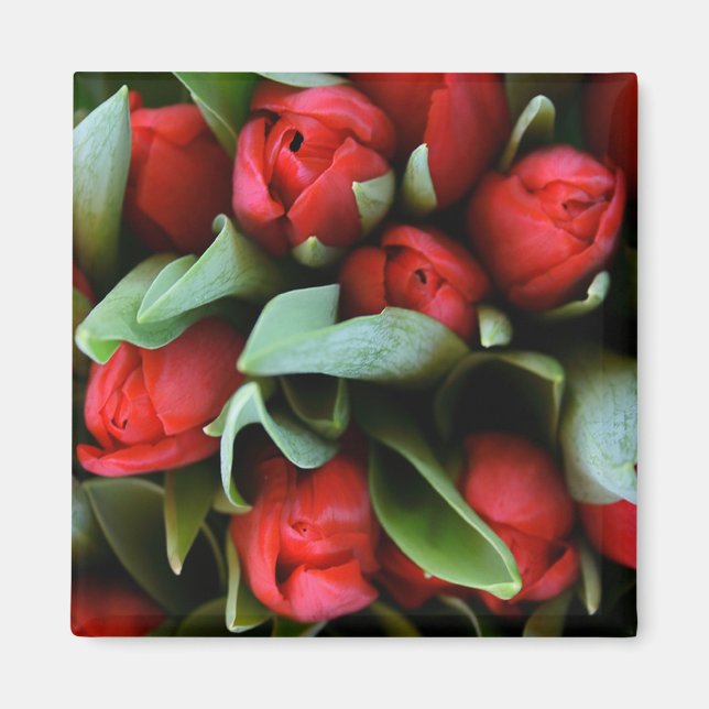 Red Tulips Bouquet Magnet (Framsidan)