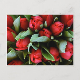 Red Tulips Bouquet Vykort