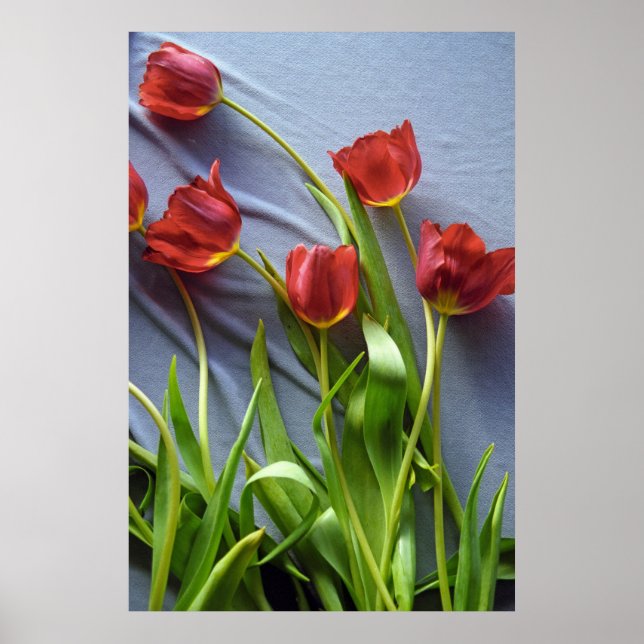 Red Tulips for Kerstin Poster Print (Framsidan)
