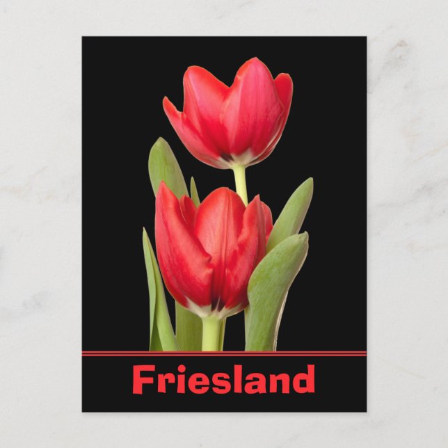 Red Tulips Friesland Vykort (Framsida)