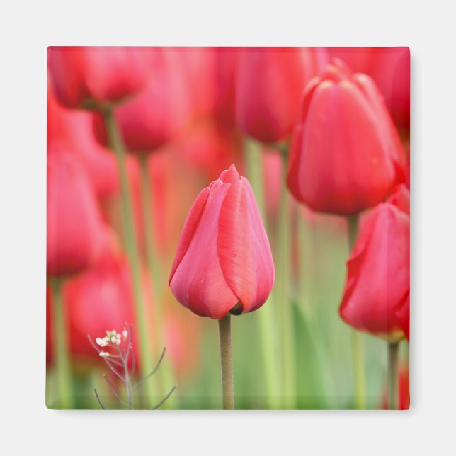 Red Tulips Photo Magnet (Framsidan)