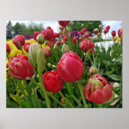 Red Tulips Vår Poster
