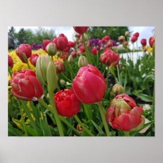 Red Tulips Vår Poster
