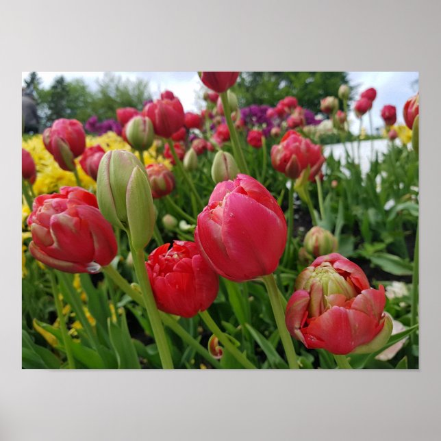 Red Tulips Vår Poster (Framsidan)