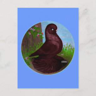 Red Tumbler Pigeon Circle Vykort