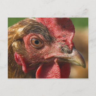 Red tupp vykort