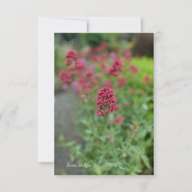 Red Valerian Anteckningskort (Framsida)