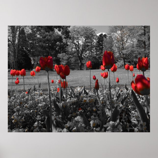 Red Vår Tulips Poster (Framsidan)
