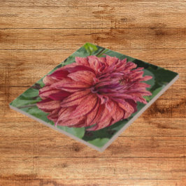 Red Variegated Dahlia Bloom Blommigt Kakelplatta