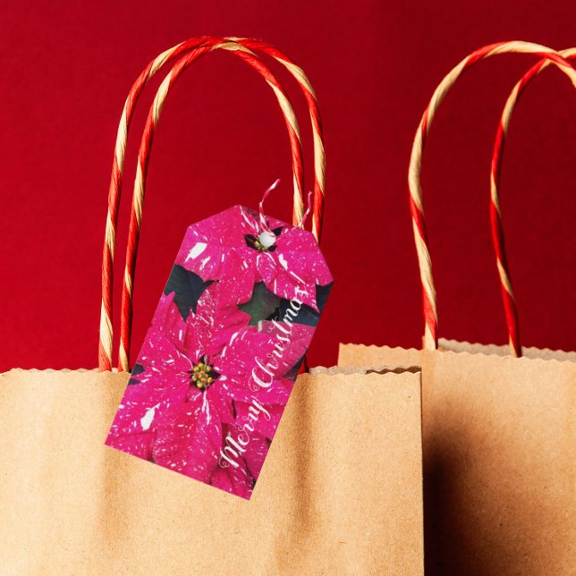 Red Variegated Poinsettias Helgdag Presentetikett (In Situ)