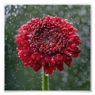 Red Vatten Droplet Flower Photo Fototryck