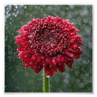 Red Vatten Droplet Flower Photo Fototryck
