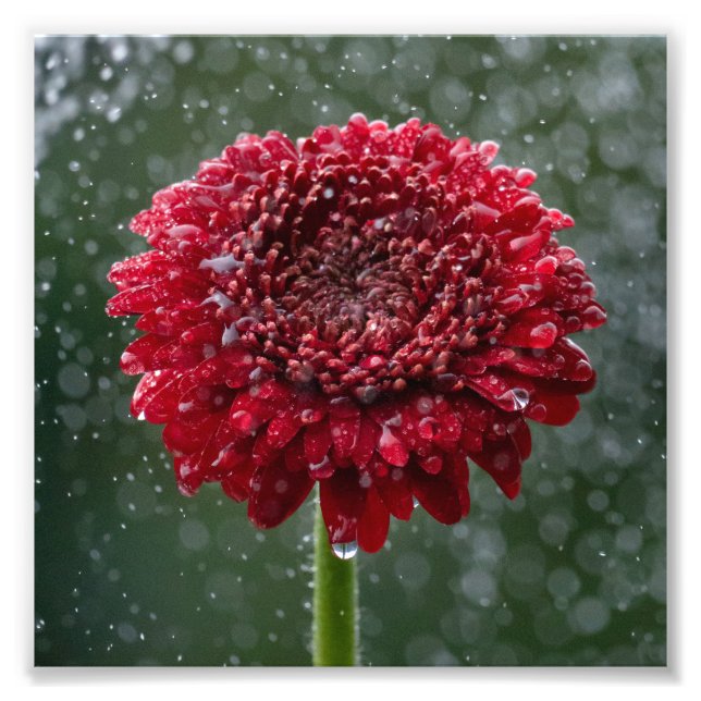 Red Vatten Droplet Flower Photo Fototryck (Framsidan)