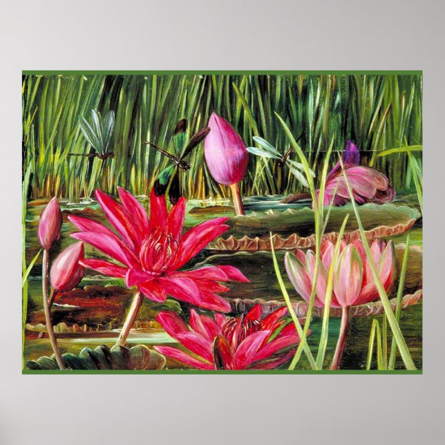 Red Vatten Lily i södra Indien Poster (Framsidan)