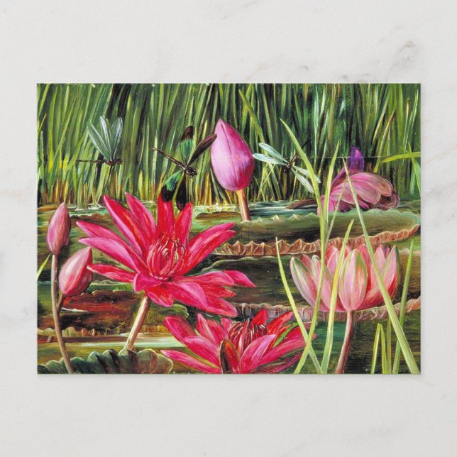 Red Vatten Lily i södra Indien Vykort (Framsida)