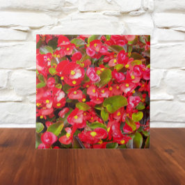 Red Vax Begonias Blommigt Kakelplatta