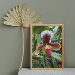 Red Venus Slipper Orchid Blommigt Fototryck