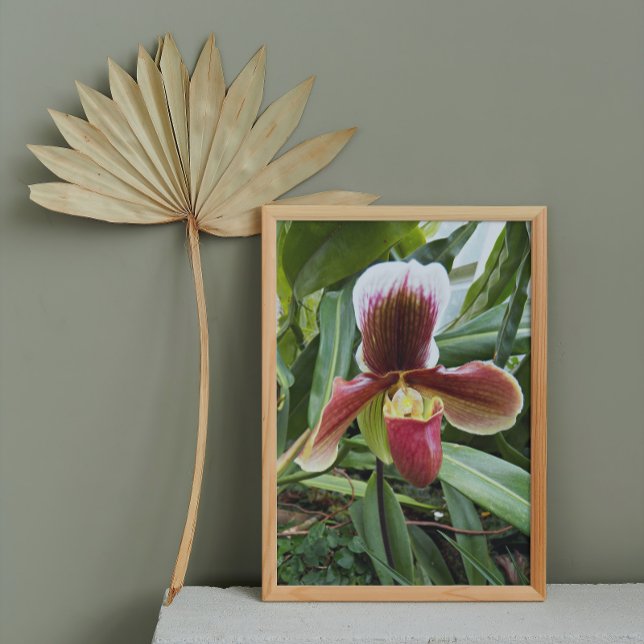 Red Venus Slipper Orchid Blommigt Fototryck (In Situ Framed)