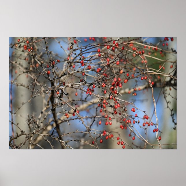 Red Vild Berries Poster (Framsidan)