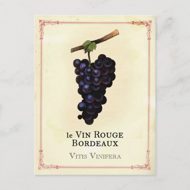 Red Vin Grapes Bordeaux Vykort (Framsida)