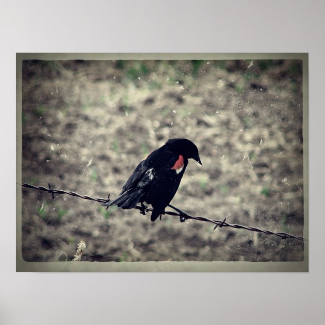 Red Vinge Blackbird Faux Vintage Poster (Framsidan)