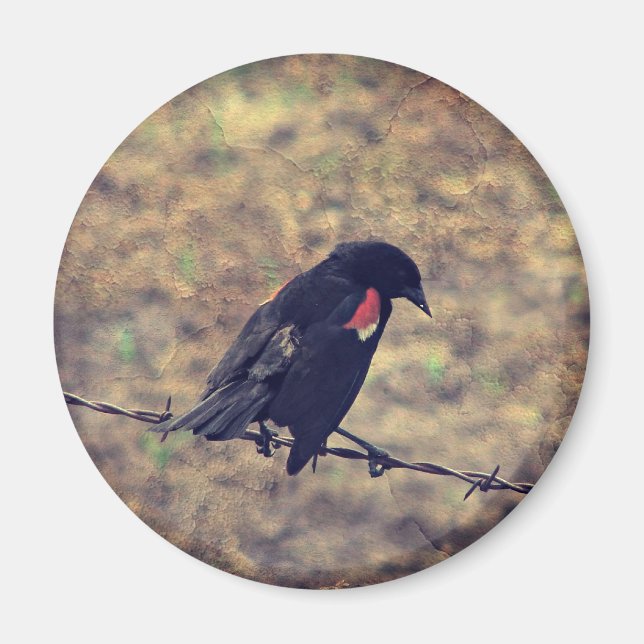 Red Vinge Blackbird på Barbed Wire Magnet (Framsidan)