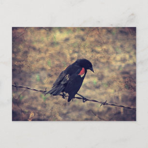 Red Vinge Blackbird på Barbed Wire Vykort