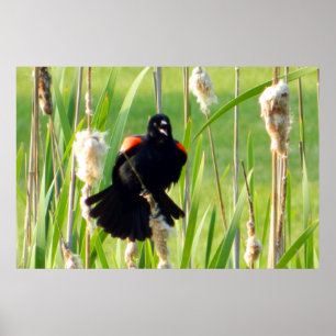 Red Vinge Blackbird på Reeds Poster