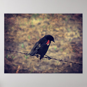 Red Vinge Blackbird Poster