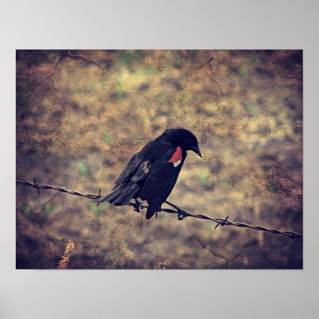 Red Vinge Blackbird Poster (Framsidan)