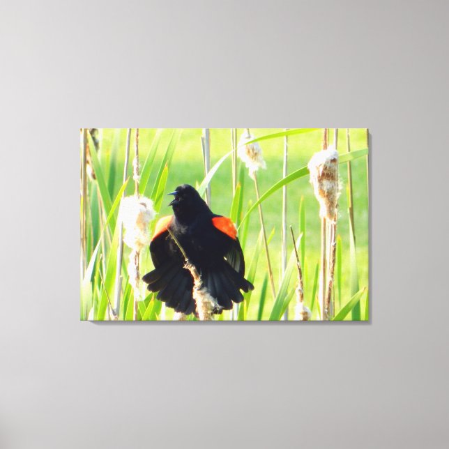 Red Vinge Blackbird Sång Wrapped Canvas Skriv ut (Framsida)