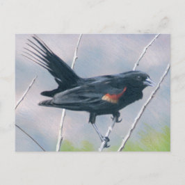 Red Vinge Blackbird Vykort