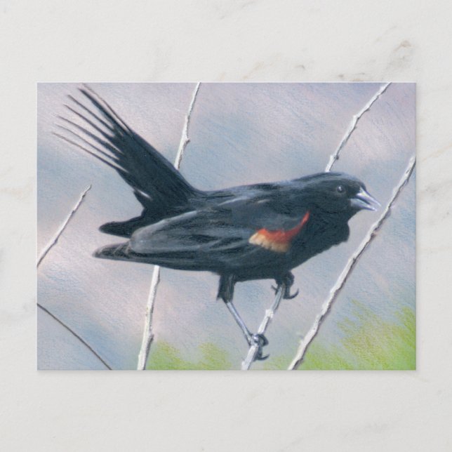 Red Vinge Blackbird Vykort (Framsida)