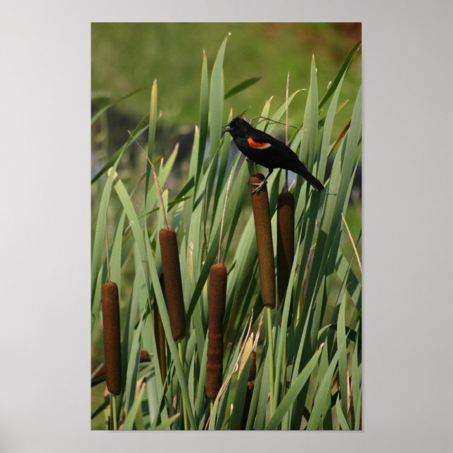 Red Vinge Poster (Framsidan)