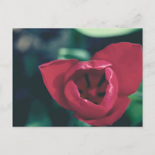 Red Vintage Tulip Vykort