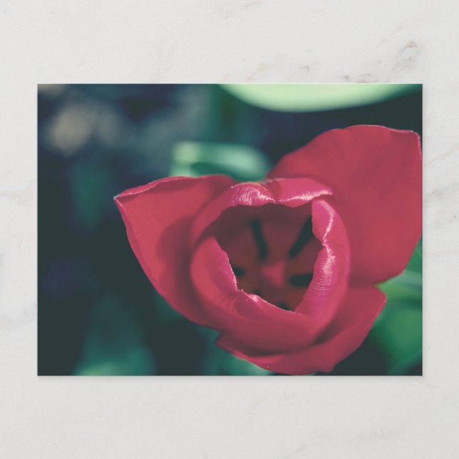 Red Vintage Tulip Vykort (Framsida)