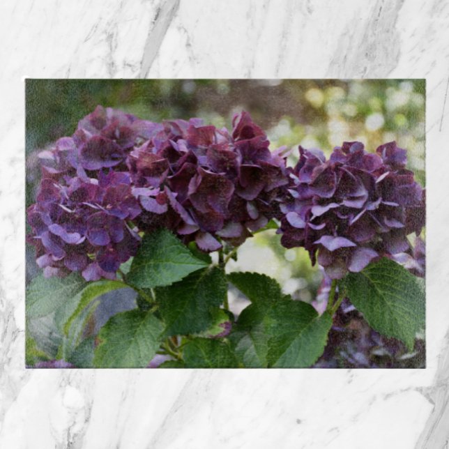 Red Violet Hydrangea Blooms Blommigt (In Situ)