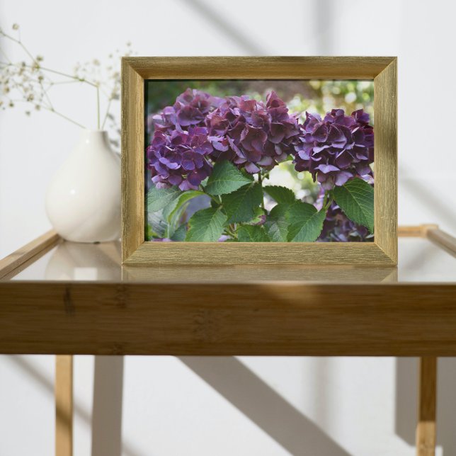 Red Violet Hydrangea Blooms Blommigt Fototryck (In Situ Framed)
