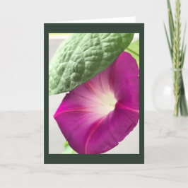Red-Violet Morning Glory Blank Kort