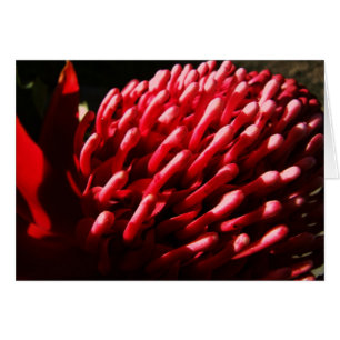 Red Waratah Card Hälsningskort