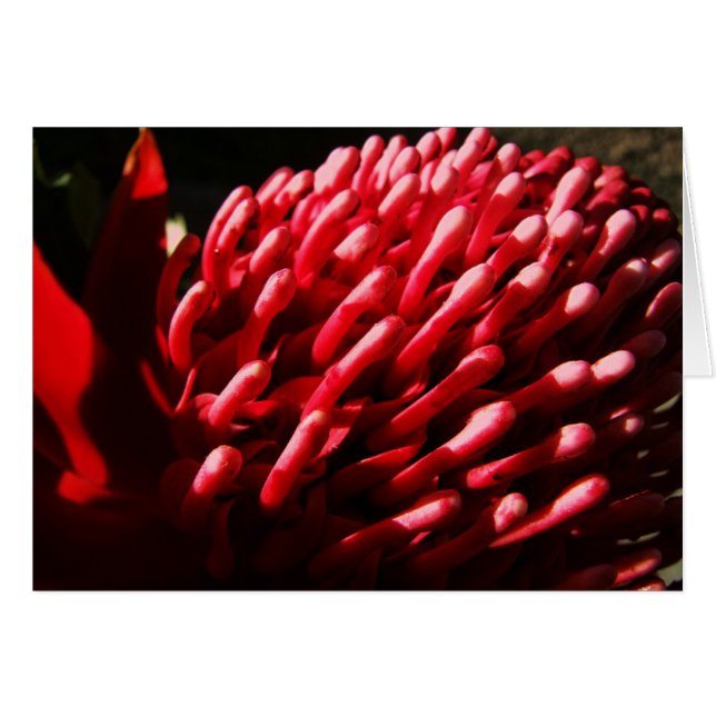 Red Waratah Card Hälsningskort (Framsidan Horizontal)