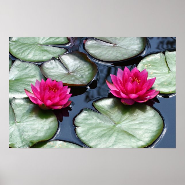 Red Waterlilies - Kanvastryck Poster (Framsidan)