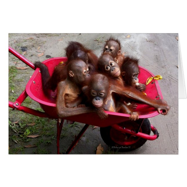 Red Wheelbarrow Orangutan Spädbarn Hälsningskort (Framsidan Horizontal)
